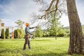 Best Tree Removal Service  in Nellysford, VA