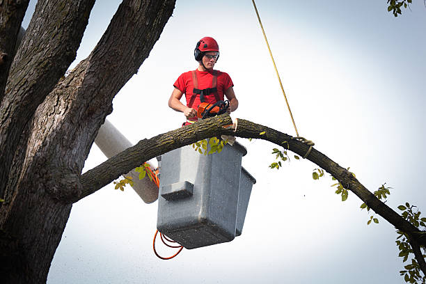 Why Choose Our Tree Removal Services in Nellysford, VA?